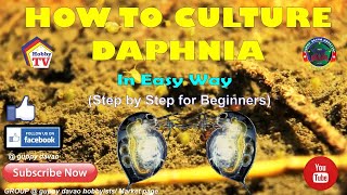 HOW TO CULTURE DAPHNIA In Easy Way [upl. by Zicarelli558]